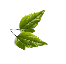 wow-image → Leaf.png